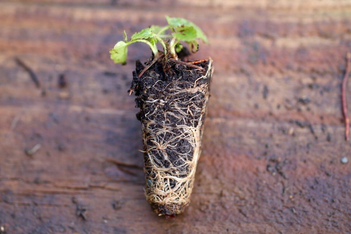 Plug plants easy flowers and vegetables for the timepressed gardener