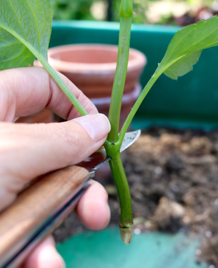 how-to-take-dahlia-cuttings-more-blooms-for-free-the-tea-break-gardener