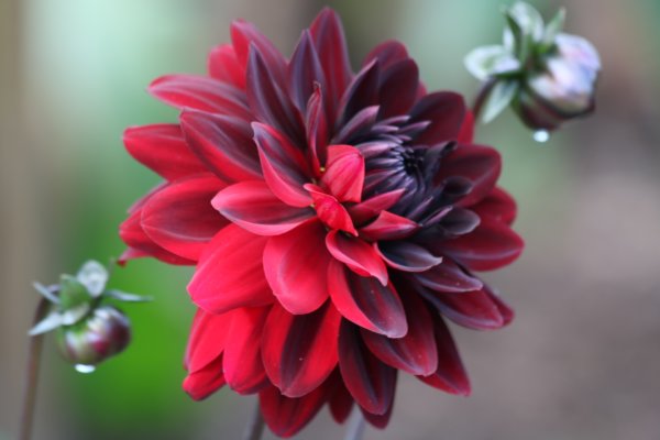 How To Grow Dahlias – A Beginner’s Guide - The Tea Break Gardener