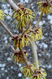 witch hazel branches