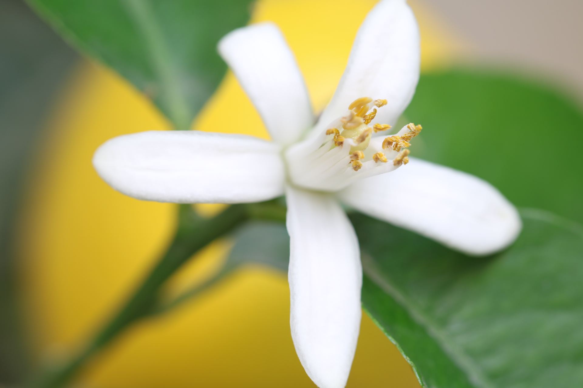 Lemon flower