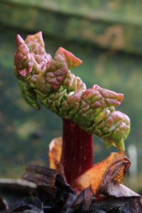 emerging rhubarb leaf