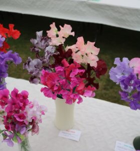 sweet peas on show bench