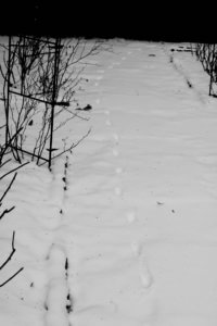 tracks in snow