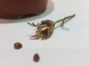 Alpine iris seed head and seeds