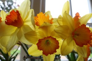Vase of daffodils