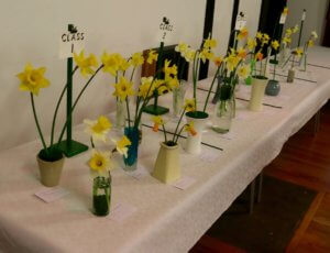 Show bench daffodils