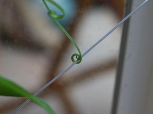 tendrils of Gloriosoa Rothschildiana