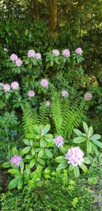 Rhododendrons in a shady border
