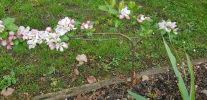 Apple stepover smothered in blossom