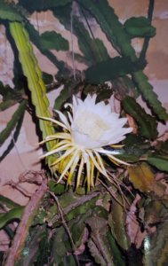 Night flowering cactus