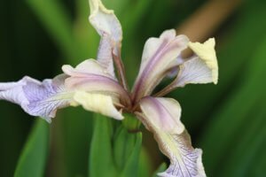 Iris x pacifica 'Broadleigh Rose'