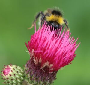 Bumble bee on a Cirsium flowe