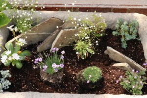 Arranging alpines in the trough to best effect