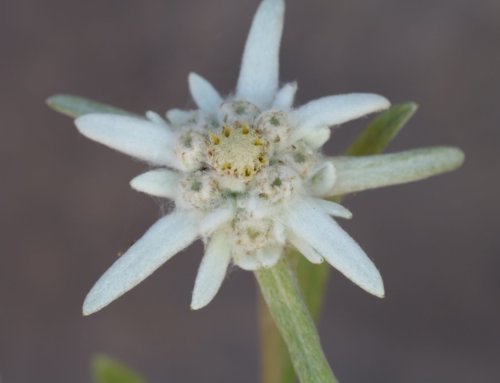 Edelweiss – Lentopodium alpinum