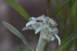 Edelweiss flower with ant