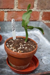 Epiphyllum oxypetallum 'Queen of the Nigh' cutting