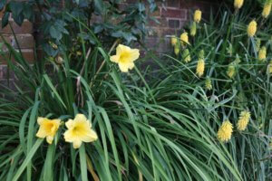Yellow daylily and Kniphofia