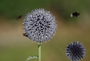 Echinops with bees and wasp