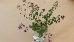 Oregano flowers in a vase