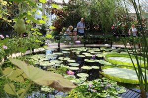 waterliliy house kew gardens