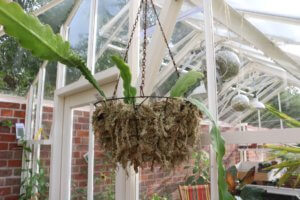 Epiphyllum in hanging basket