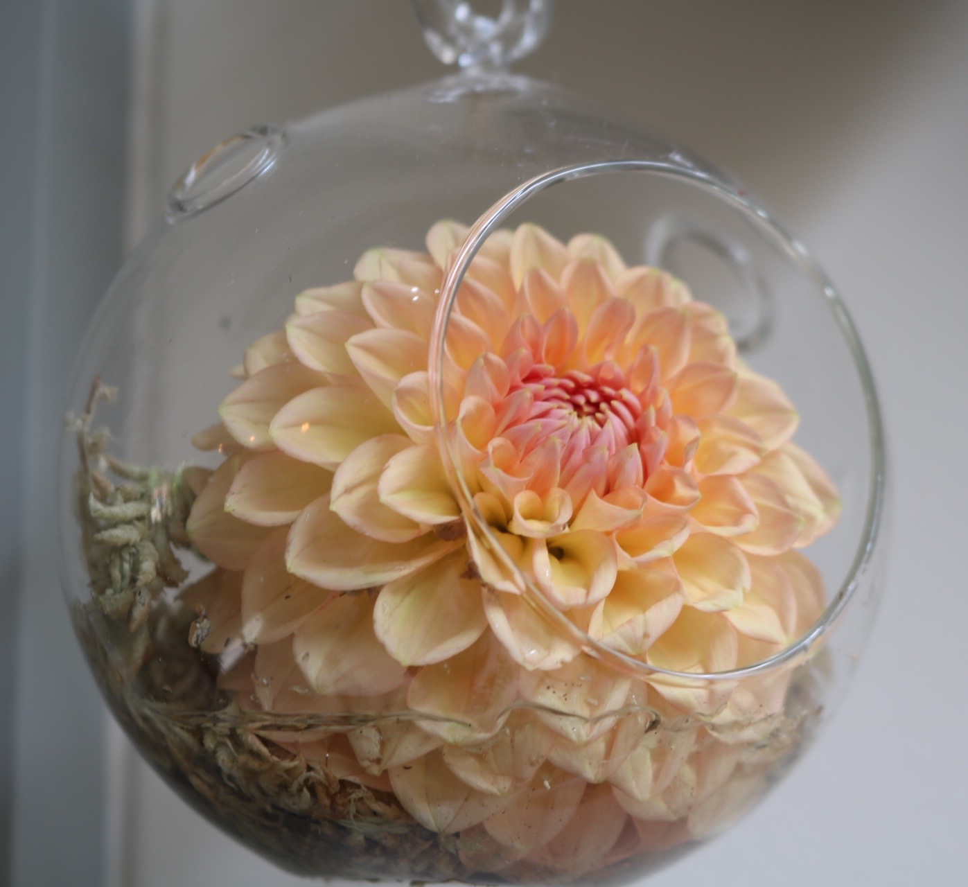 Dahlia in glass globe