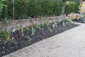Newly planted border of herbaceous perennials