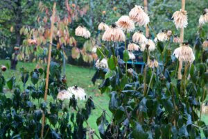Dahlias after first frost