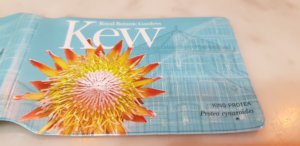 King Protea Kew