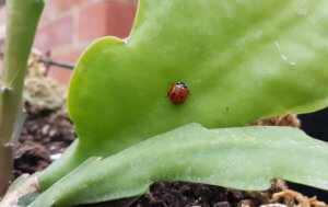 Ladybird in greenhouse