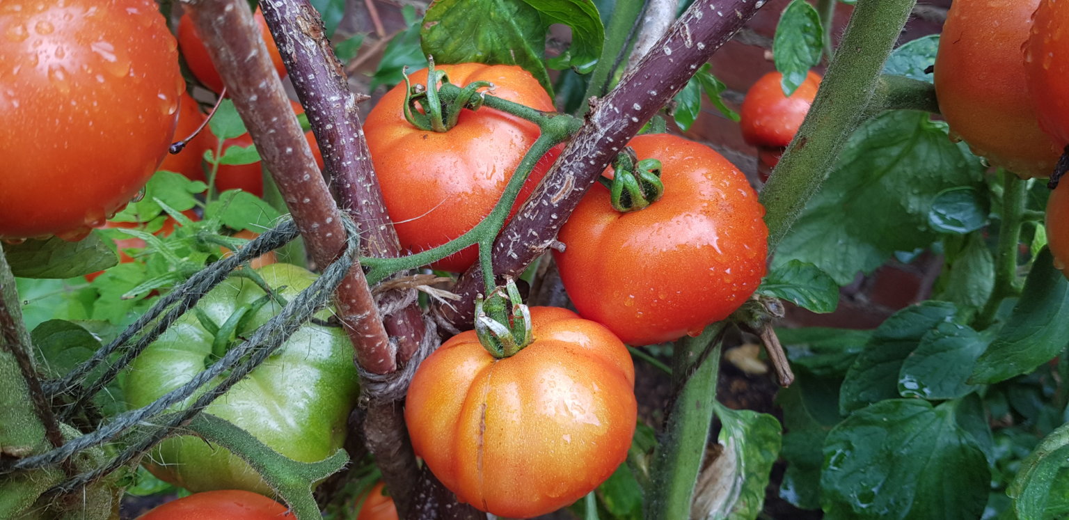 Growing tomatoes outdoors varieties to try The Tea Break Gardener
