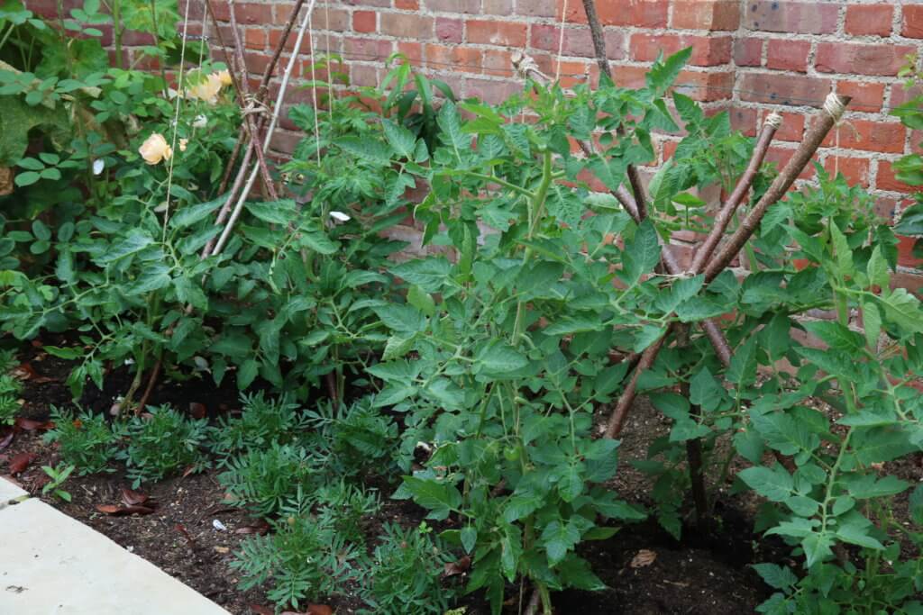 Growing tomatoes outdoors – varieties to try - The Tea Break Gardener