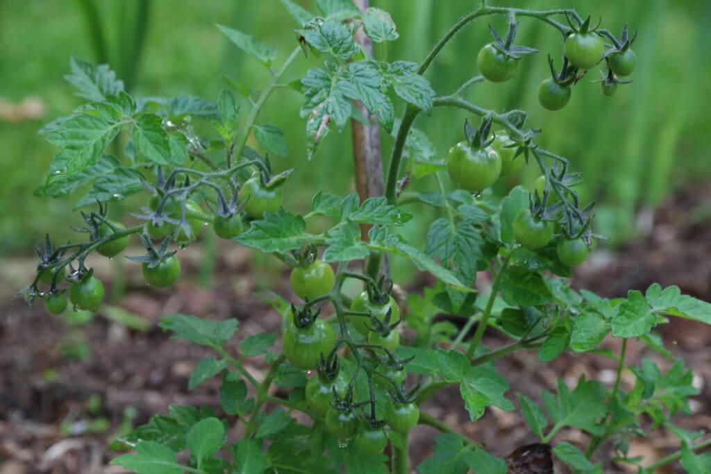 Growing tomatoes outdoors varieties to try The Tea Break Gardener