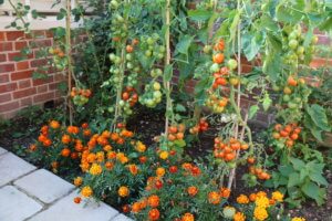 Outdoor tomatoes - variety Outdoor Girl