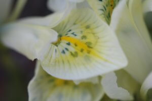 Iris histriodes Katharines Gold