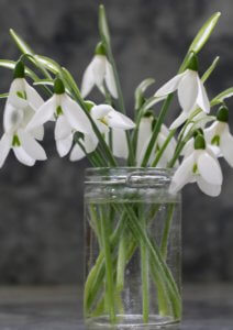 galanthus nivalis in a vase