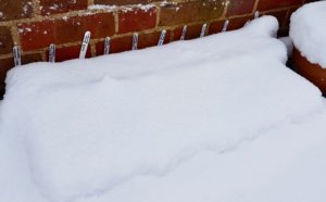 Alpine seed trays under snow