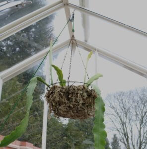 Epiphyllum is Hanging Basket