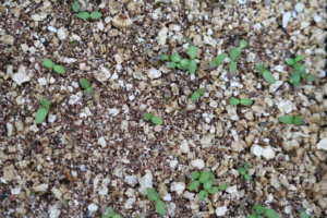 Phlox drummondii seedlings