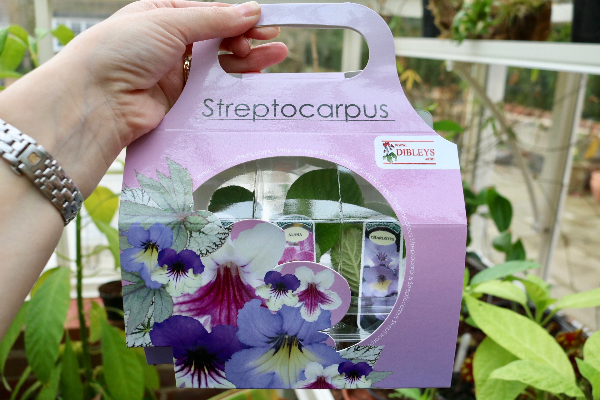 Streptocarpus plug plants