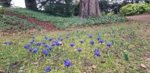Iris reticulata at Hughenden Manor