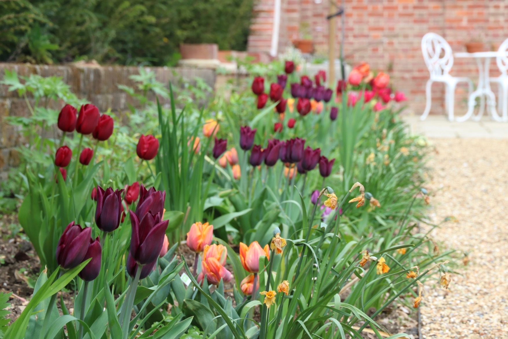 Tulips in a garden border
