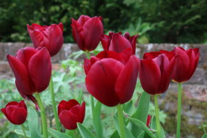Tulip Couleur Cardinal