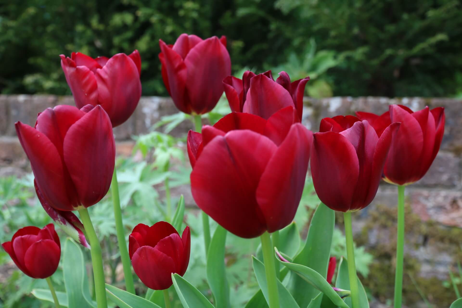tulipa couleur cardinal