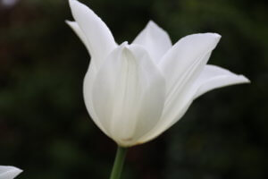 tulipa White Triumphator