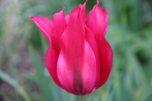 Tulipa Doll's Minuet