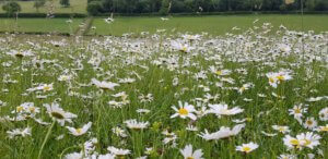Oxeye daisies in a wildflower meadow
