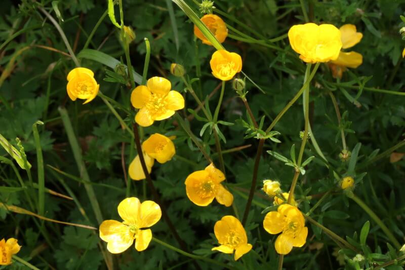 How To Create A Wildflower Meadow In Your Garden - The Tea Break Gardener