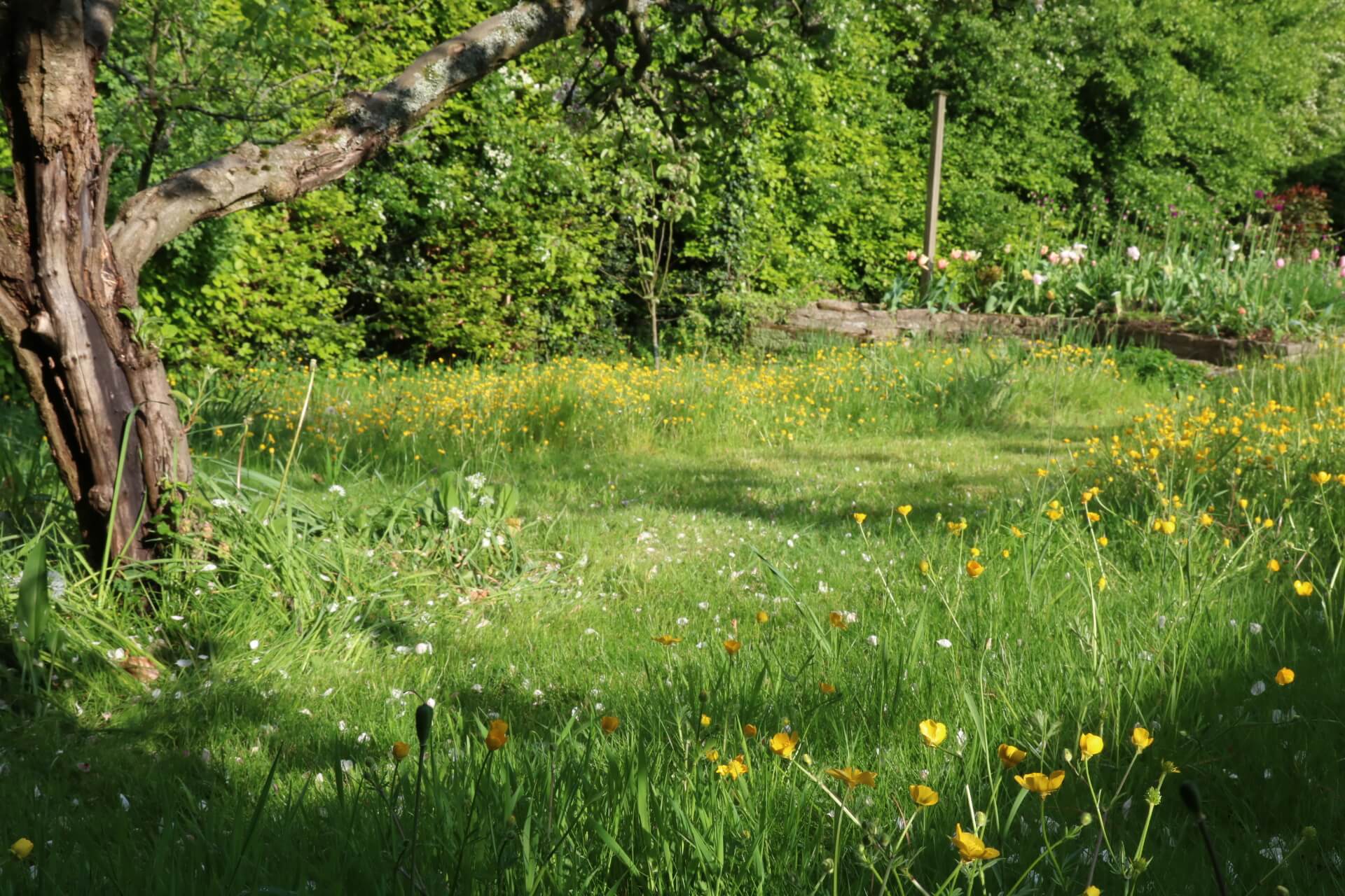 How to Turn Your Lawn into a Wildflower Garden